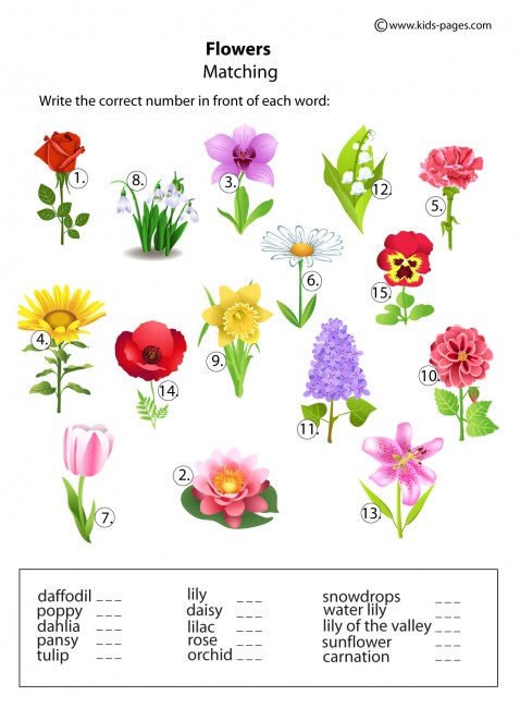 flowers-matching-worksheet